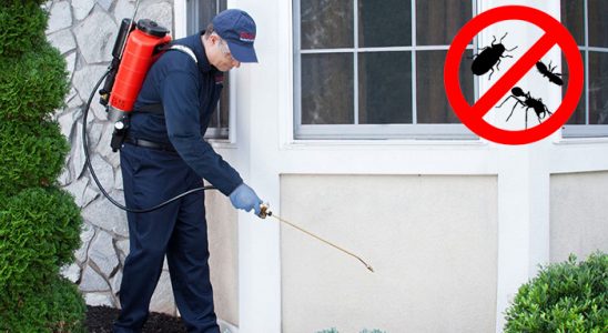Bekilli Kemirgen İlaçlama böcek ilaçlama ve haşere kontrolü — ilaclama-tr.com